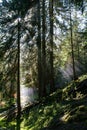 The rays of the sun breaking through the fir trees and thick fog in the alpine forests Royalty Free Stock Photo
