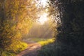 Rays of the sun breaking through the fog on the path road through trees in the forest