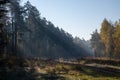 Rays of the sun breaking through the fog on the road through pine forest