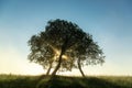 Rays of the sun breaking through tree branches in the early morning. Royalty Free Stock Photo