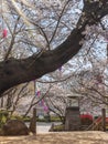 Somei Yoshino pink Cherry blossoms during Hanami Spring Festival in Tokyo.