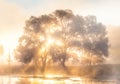The rays of Sun through a fog and tree's