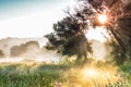 The rays of Sun through a fog and tree`s silhouette at dawn.