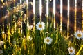 The rays of the sun in the garden in the evening. Amazing shot of group of chamomile flowers lit by last bright sun rays of