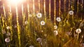 The rays of the sun in the garden in the evening. Amazing shot of group of chamomile flowers lit by last bright sun rays of