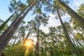 Rays of the sun make their way through the trunks of tall pine trees in the forest Royalty Free Stock Photo