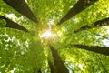 The rays of the sun make way through the foliage and crowns of linden trees.