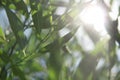 Rays of the sun through the osier twigs on a summer day. Branches and leaves of willow. Blurred background