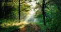 The rays of the sun penetrate through the branches of the trees Royalty Free Stock Photo