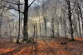 Rays of the sun and shadows in winter forest Royalty Free Stock Photo