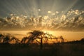 Rays of sun shine through an amazing cloud behind a lonely tree silhouette Royalty Free Stock Photo