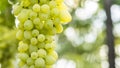 Green grapes are singing on the vine Royalty Free Stock Photo