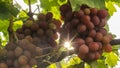 The rays of the sun shine through the juicy bunches of ripe grapes Royalty Free Stock Photo