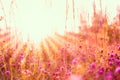The rays of the sun shine over the picturesque clover meadow. Wild flowers and herbs in the early sunny morning Royalty Free Stock Photo