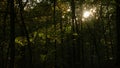 Sunrays in a dark forest Royalty Free Stock Photo