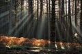 Rays of sun shining through the trunk of a pinewood in Etna Park Royalty Free Stock Photo