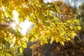 Rays of the sun among the yellow autumn leaves Royalty Free Stock Photo