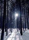 Sunstar into spruce forest, monochrome image