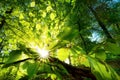 Rays of sunlight beautifully shining through green leaves