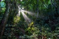 Rays of sunlight breaking through the trees and dense vegetation