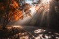 Rays of sunlight falling through autumn trees