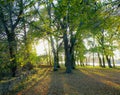 Rays of sunlight in a misty autumn forest Royalty Free Stock Photo