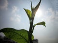 The rays of sunlight overshadow beauty of the plant. Royalty Free Stock Photo