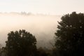 Rays of sunlight penetrate morning fog in the forest.