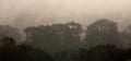 Rays of sunlight penetrate morning fog in the forest.