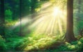 Rays of sunlight pierced through the thickness of the green forest Royalty Free Stock Photo