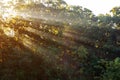 Rays of sunlight shine through the trees on a foggy morning in autumn