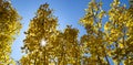 Rays of sunlight shining through a canopy of golden fall aspen trees against a blue sky background