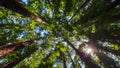 Sunlight shining through the canopy