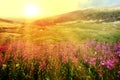 Rays of sunlight shining over a field of red wildflowers in a Colorado spring landscape