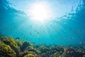 Rays of sunlight shining into sea, underwater view Royalty Free Stock Photo