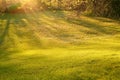 Rays of sunlight shining on to grass