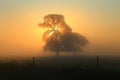 Rays of sunlight shining through tree