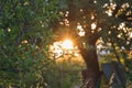 The rays of the sunlight at sunset or sunrise make their way through green foliage.