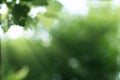 Rays sunrise with green plant blurred background