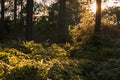 Rays of sunshine breaks through the autumn leaves