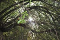 Rays of sunshine through a canopy of trees Royalty Free Stock Photo
