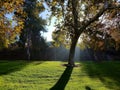 Rays of Sunshine through trees in Fall Royalty Free Stock Photo