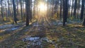 The rays of the winter sun penetrate through the tree trunks of the pine forest. Many juniper bushes grow among the trees. After t Royalty Free Stock Photo