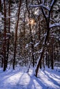 The rays of the winter sun on the snow in the February frosty forest are visible through the trunks of trees. Royalty Free Stock Photo