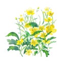 yellow spring flowers, buttercups. Background of flowers