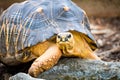 Razor-Backed Musk Turtle Sternotherus carinatus Kinosternidae Royalty Free Stock Photo