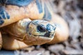 Razor-Backed Musk Turtle Sternotherus carinatus Kinosternidae Royalty Free Stock Photo