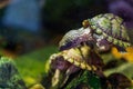 Razor-backed musk turtle, Sternotherus carinatus Royalty Free Stock Photo