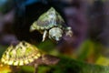 Razor-backed musk turtle, Sternotherus carinatus Royalty Free Stock Photo