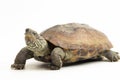 The razor-backed musk turtle (Sternotherus carinatus) isolated on white background Royalty Free Stock Photo